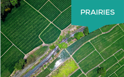 Prairies permanentes : la méthode de calcul est remise en cause